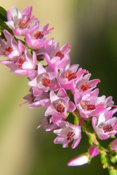 Верес звичайний ’Дуня/Дунджа’ (рожевий)|Calluna vulgaris ’Dunja’ / ’Dundja’|Вереск обыкновенный ’Дуня/Дунджа’ (розовый)